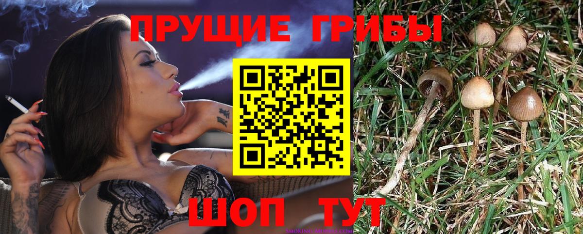 Псилоцибиновые грибы ЛСД  Галлюциногенные грибы Psilocybine cubensis  Гатчина  Вход с VPN 